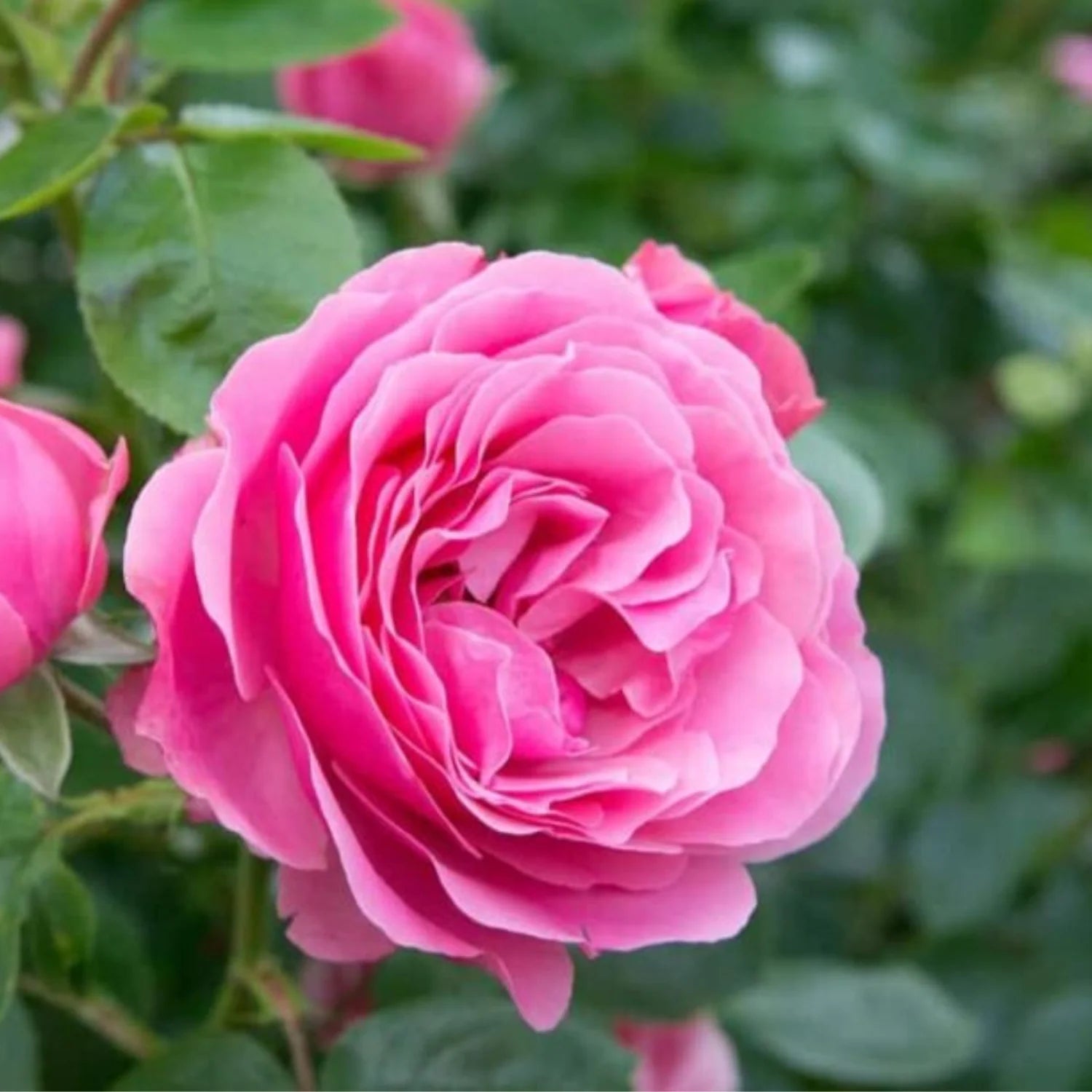 Pink Home Garden Rose Flower Seeds for Planting Easy to Grow Heirloom & GMO Free Seeds for Home Garden
Sale