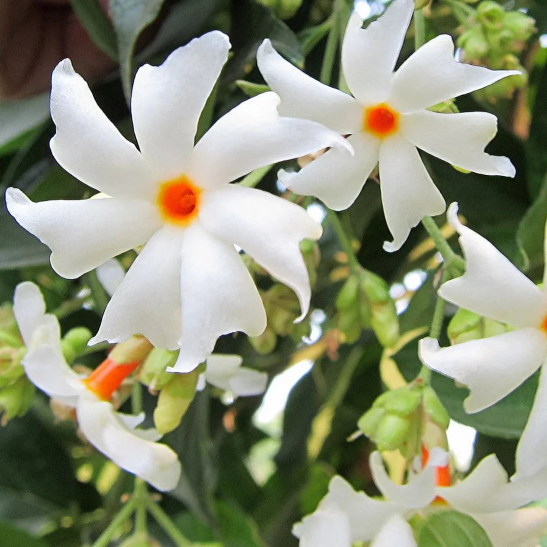 Coral Jasmine Flower Planting Seeds for Vibrant Garden Blooms