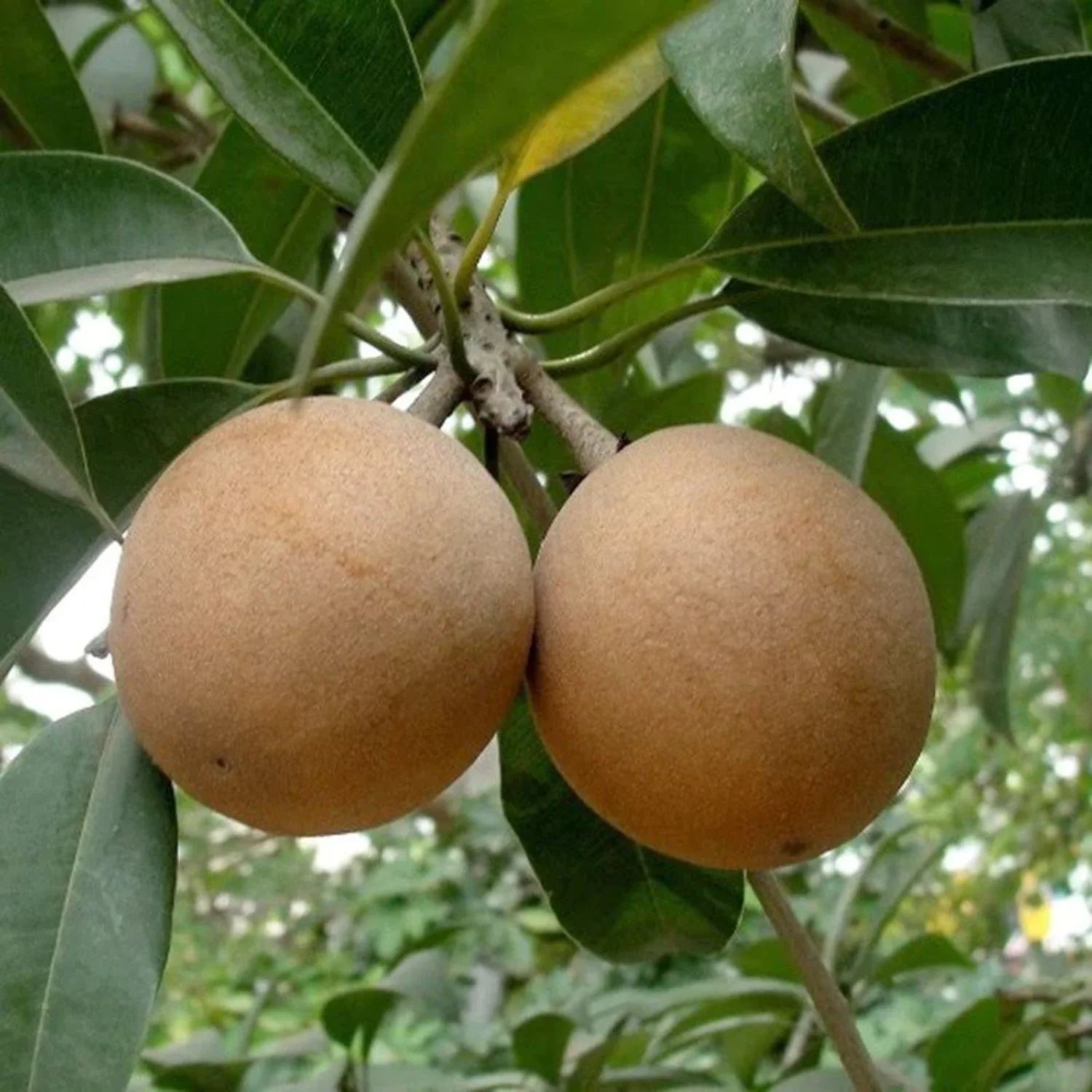 Sapodilla Fruit Planting Seeds for Thriving Home Gardens