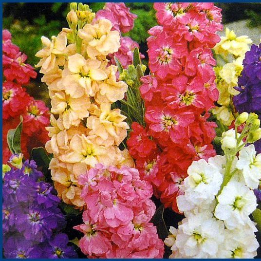 Matthiola Incana Flower seeds for Planting - Shade Tolerant, Heirloom & GMO Free Seeds for Home Garden
Sale seeds for planting in home garden