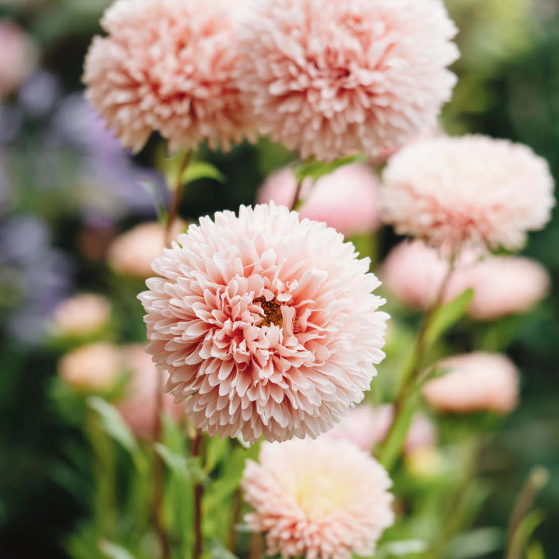 White Orange China Aster Flower Seeds for Planting Bright Blooms Heirloom & GMO Free Seeds for Home Garden
Sale