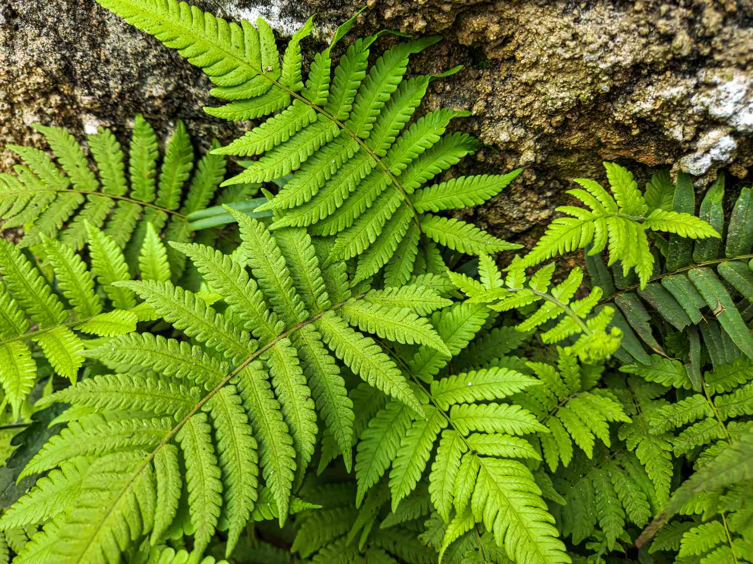 Light Green Fern Pteridophyta Seeds for Planting Garden Favorite Heirloom & GMO Free Seeds for Home Garden
Sale