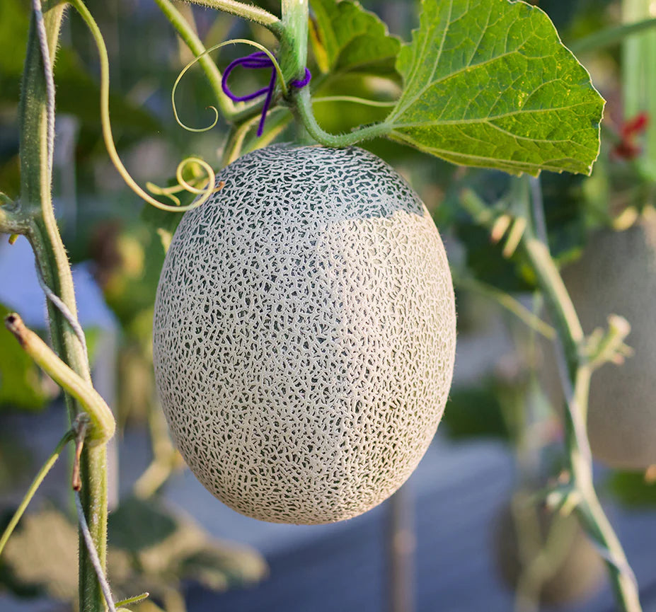 White Muskmelon Fruit Growing Essentials - Seed for Juicy and Refreshing Harvests