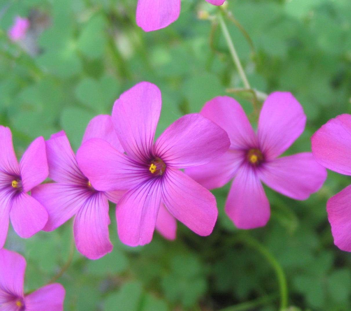 Magenta Flower seeds blooming in flower beds, containers, borders, and pollinator-friendly gardens