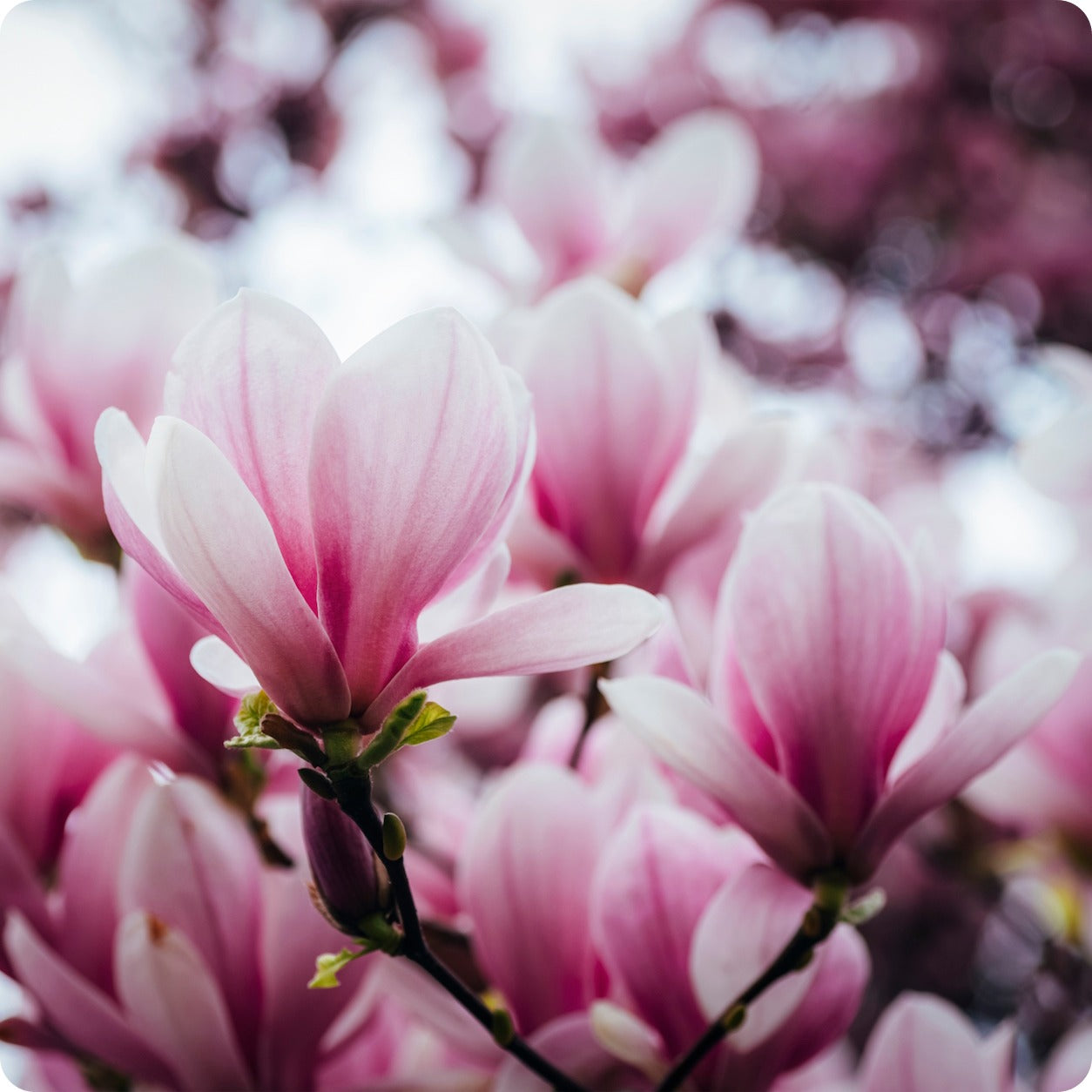 Magnolia campbellii Stunning Pink Flower Tree Seeds (Zone 7+)
