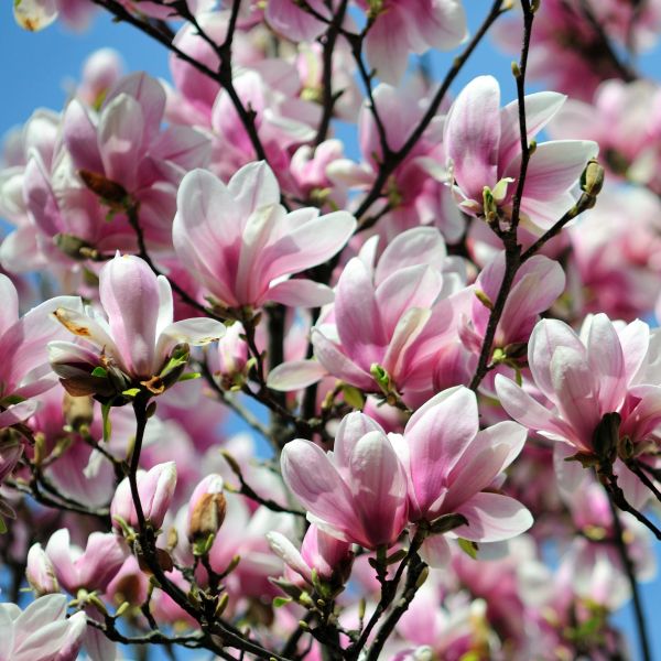 Light Pink Yulan Flower seeds for Planting - Vibrant Colors, Heirloom & GMO Free Seeds for Home Garden