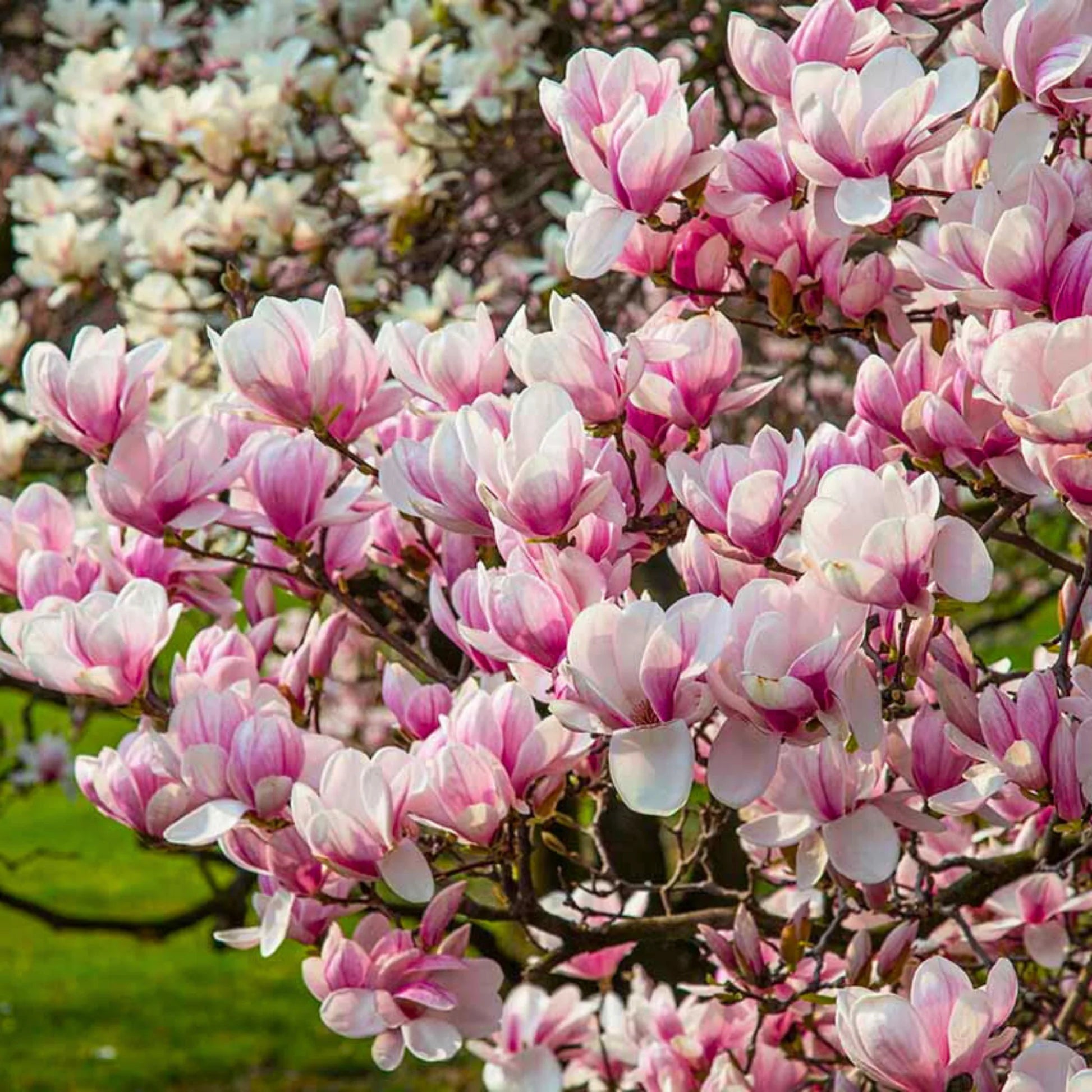 Soulangeana Flower seeds for Planting - Cottage Garden Essential, Heirloom & GMO Free Seeds for Home Garden