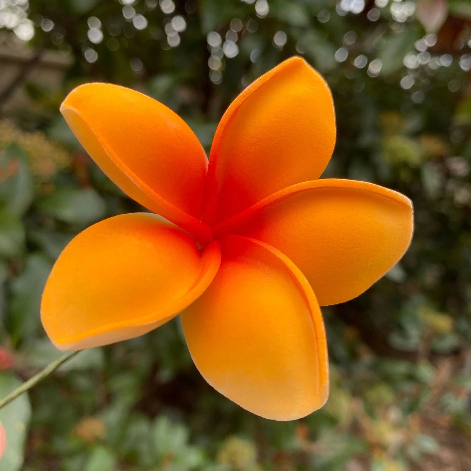 Peach Frangipani Flower seeds for Planting - Sun Loving, Heirloom & GMO Free Seeds for Home Garden