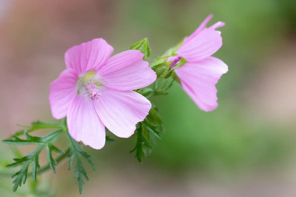 Malva Moschata Seeds for Home Gardens