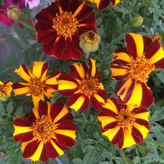 Marigold Mr Majestic Flower seeds for Planting Fragrant Blossoms Heirloom & GMO Free Seeds for Home Garden