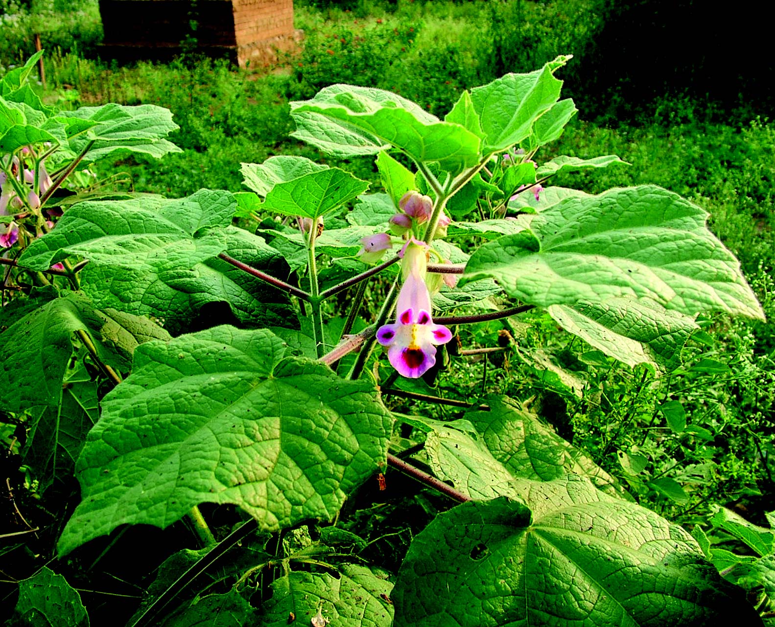 Pink Martynia Flower seeds for Planting - Shade Tolerant, Heirloom & GMO Free Seeds for Home Garden