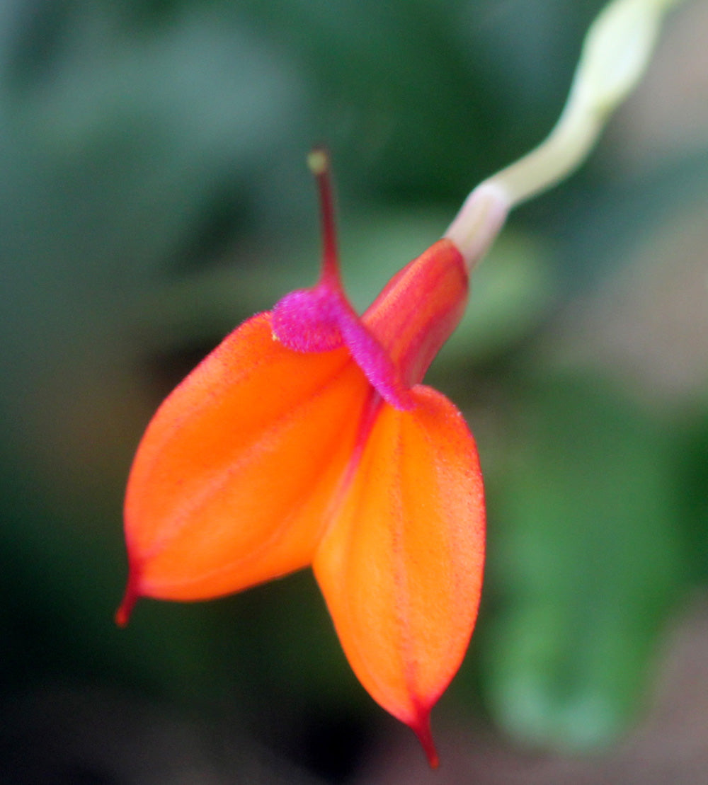 Orange Utricularia Flower seeds for Planting - Seasonal Bloomer, Heirloom & GMO Free Seeds for Home Garden