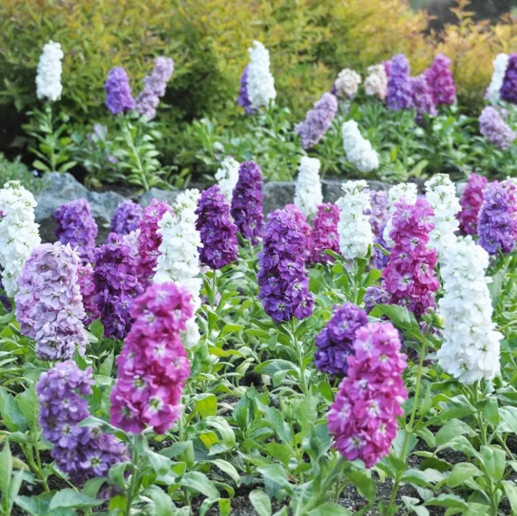 Purple & WhiteMatthiola Incana Flower seeds blooming in flower beds, containers, borders, and pollinator-friendly gardens