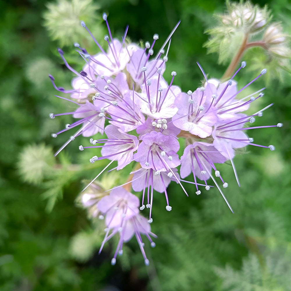 Purple Phacelia Tanacetifolia Flower seeds blooming in flower beds, containers, borders, and pollinator-friendly gardens