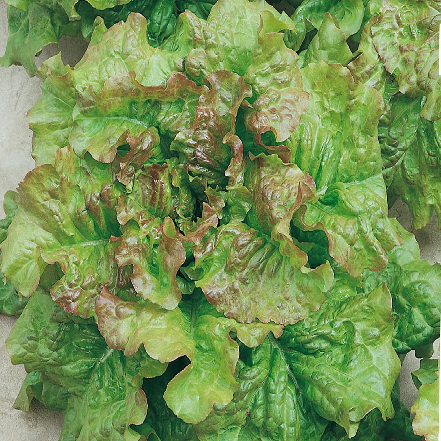 Green Brown Prizehead Vegetable Seeds for Planting