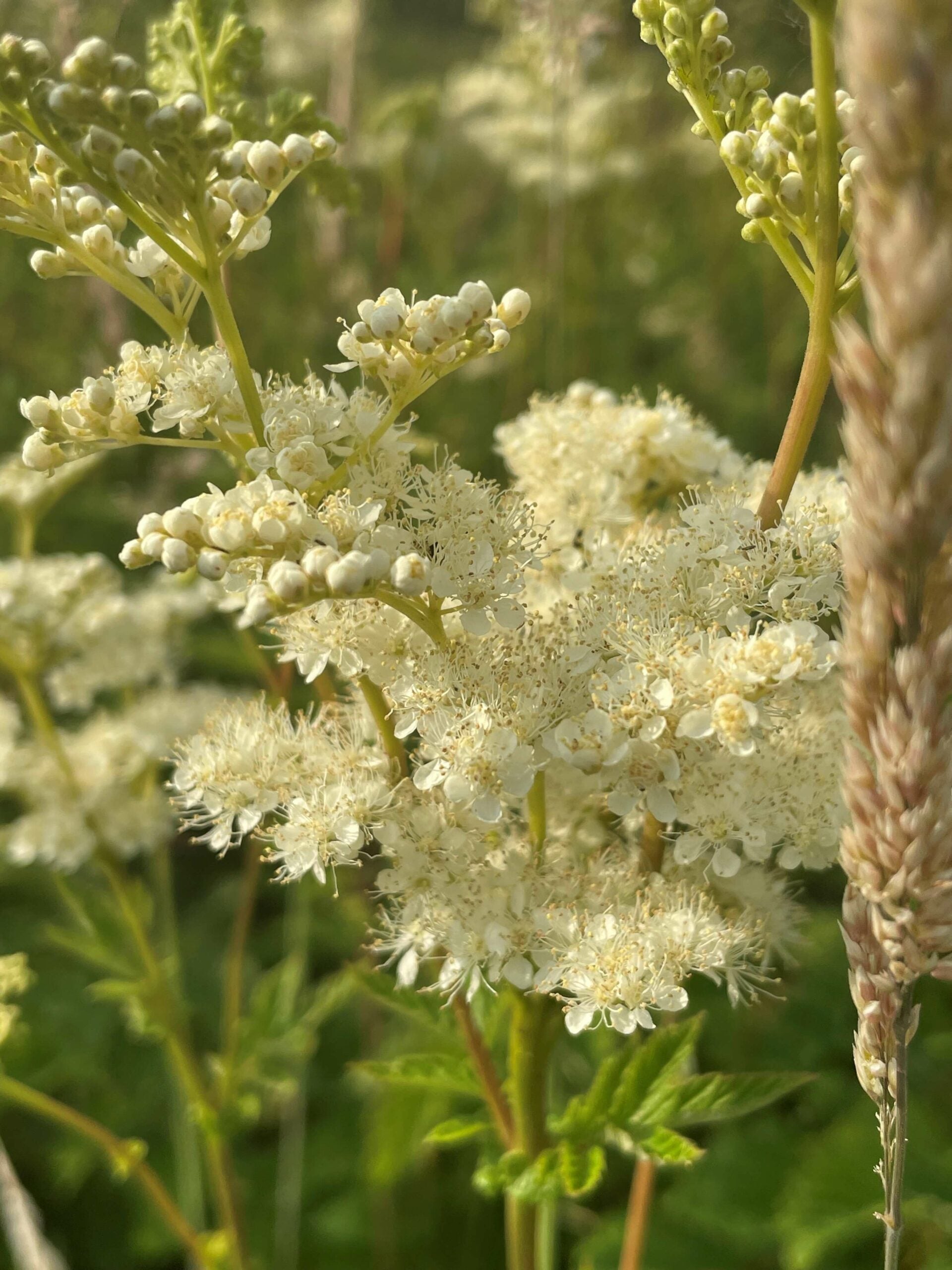 Green Filipendula Flower seeds for Planting - Fragrant Blossoms, Heirloom & GMO Free Seeds for Home Garden