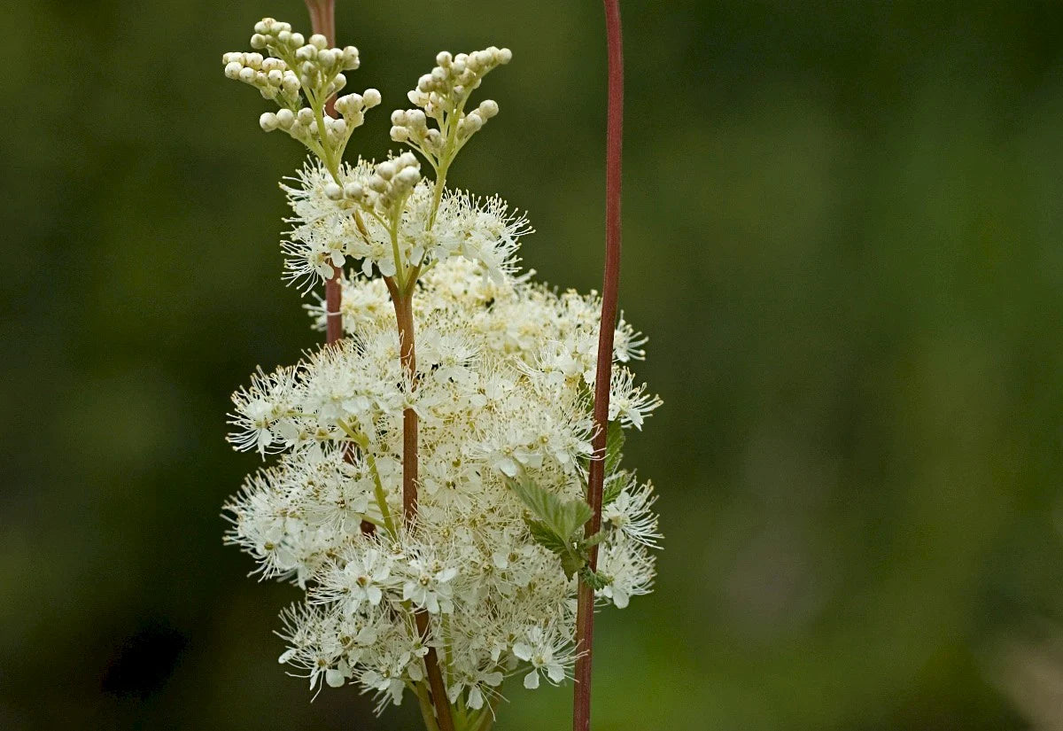 Green Filipendula Flower seeds for Planting - Fragrant Blossoms, Heirloom & GMO Free Seeds for Home Garden