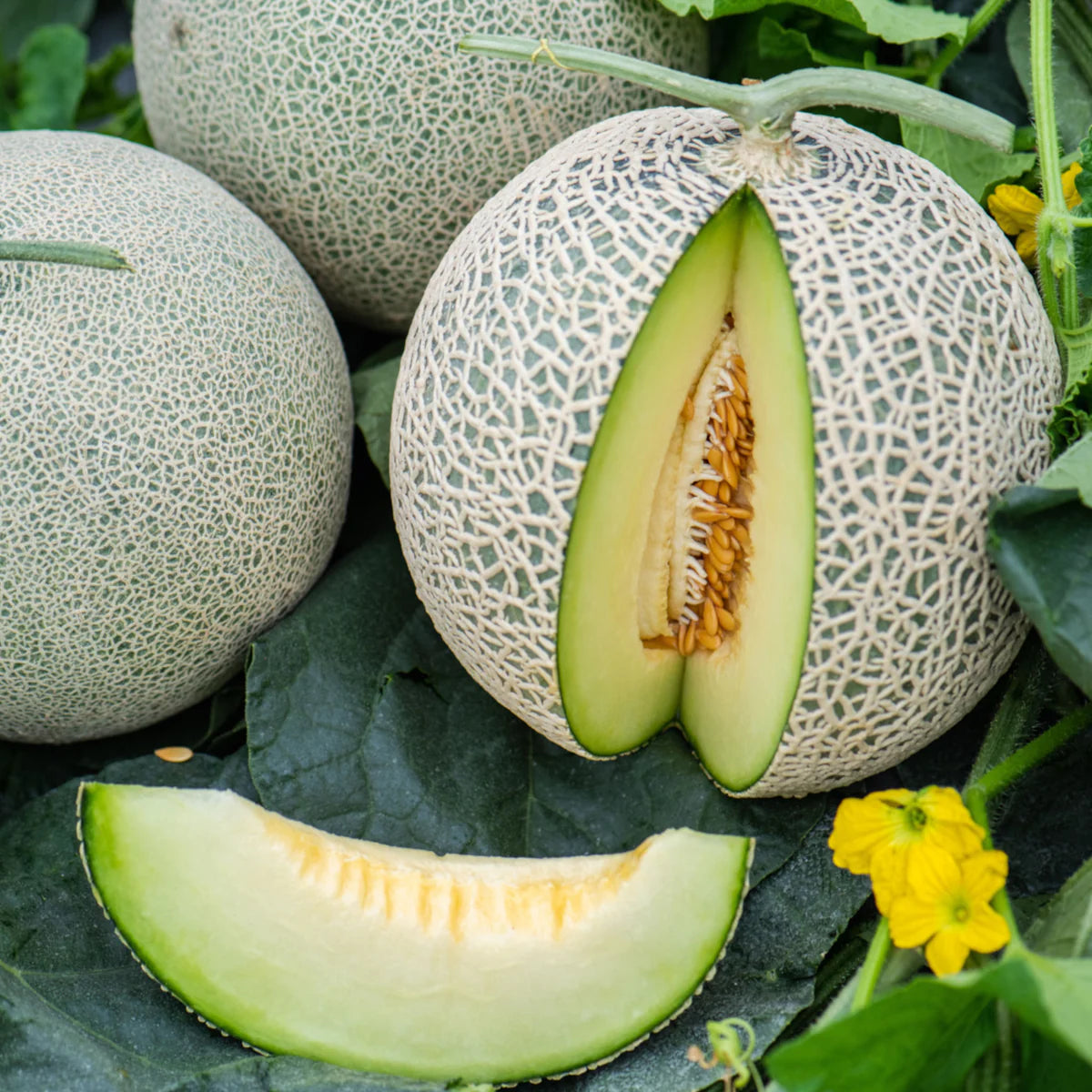 Green Honeydew Melon Seeds for Planting