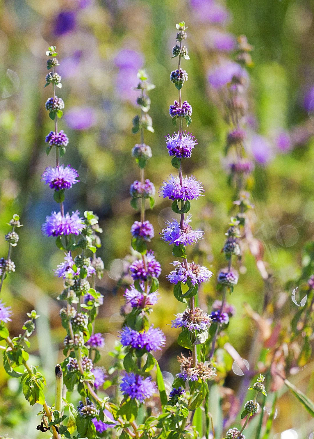 Violet Pennyroyal Flower seeds for Planting - Cut Flower Favorite, Heirloom & GMO Free Seeds for Home Garden