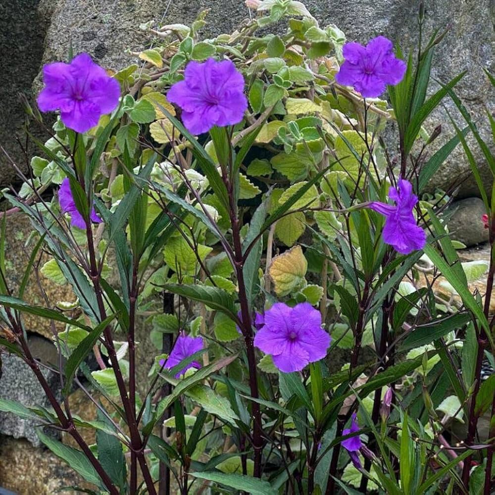 Non-GMO Mexican Petunia seeds