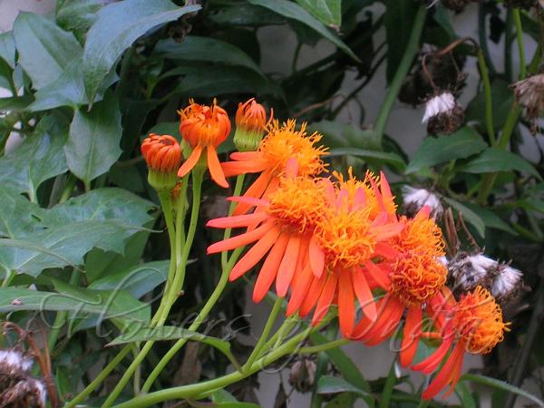 Confusus Mexico Flower seeds for Planting - Perfect for Borders, Heirloom & GMO Free Seeds for Home Garden