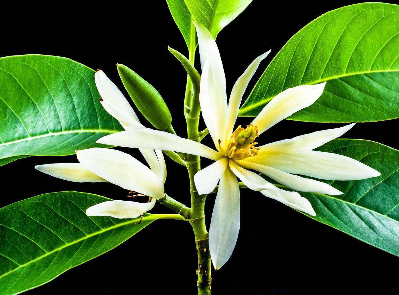 Michelia garden seeds for outdoor planting
