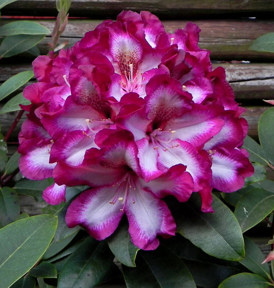 Pink Rhododendron Hans Flower seeds for Planting - Colorful Display, Heirloom & GMO Free Seeds for Home Garden