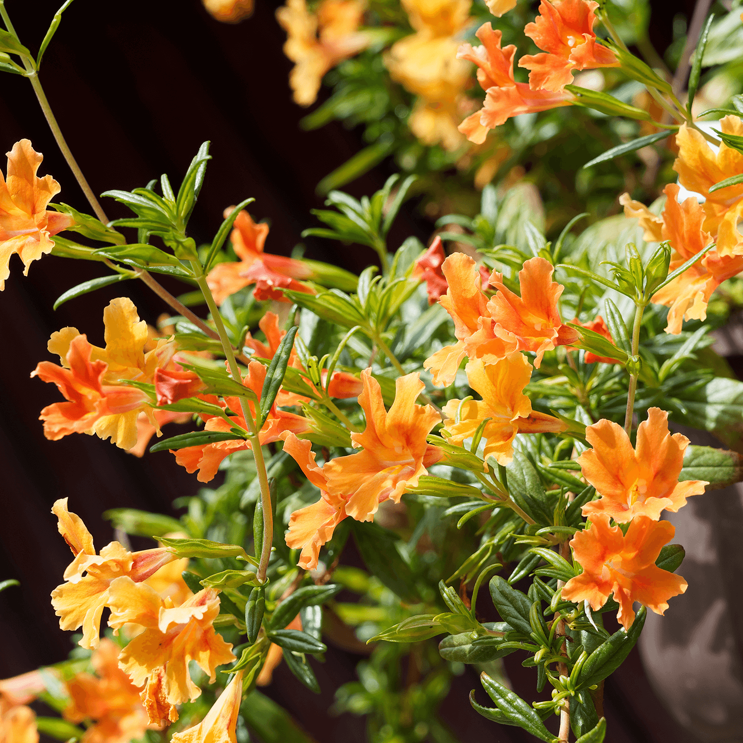 Mimulus Flower seeds for Planting Sun Loving Heirloom & GMO Free Seeds for Home Garden