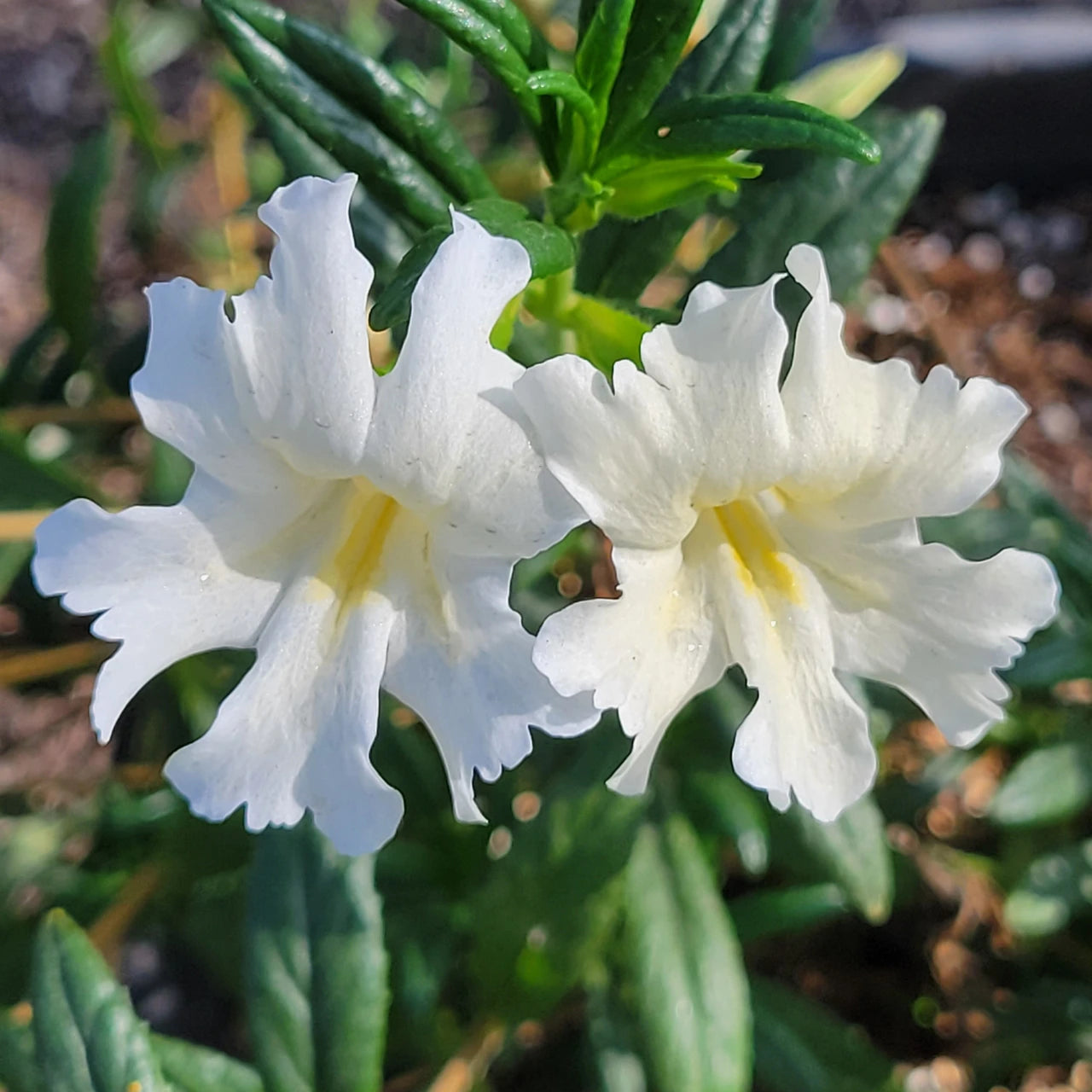 White Mimulus Flower seeds for Planting - Shade Tolerant, Heirloom & GMO Free Seeds for Home Garden