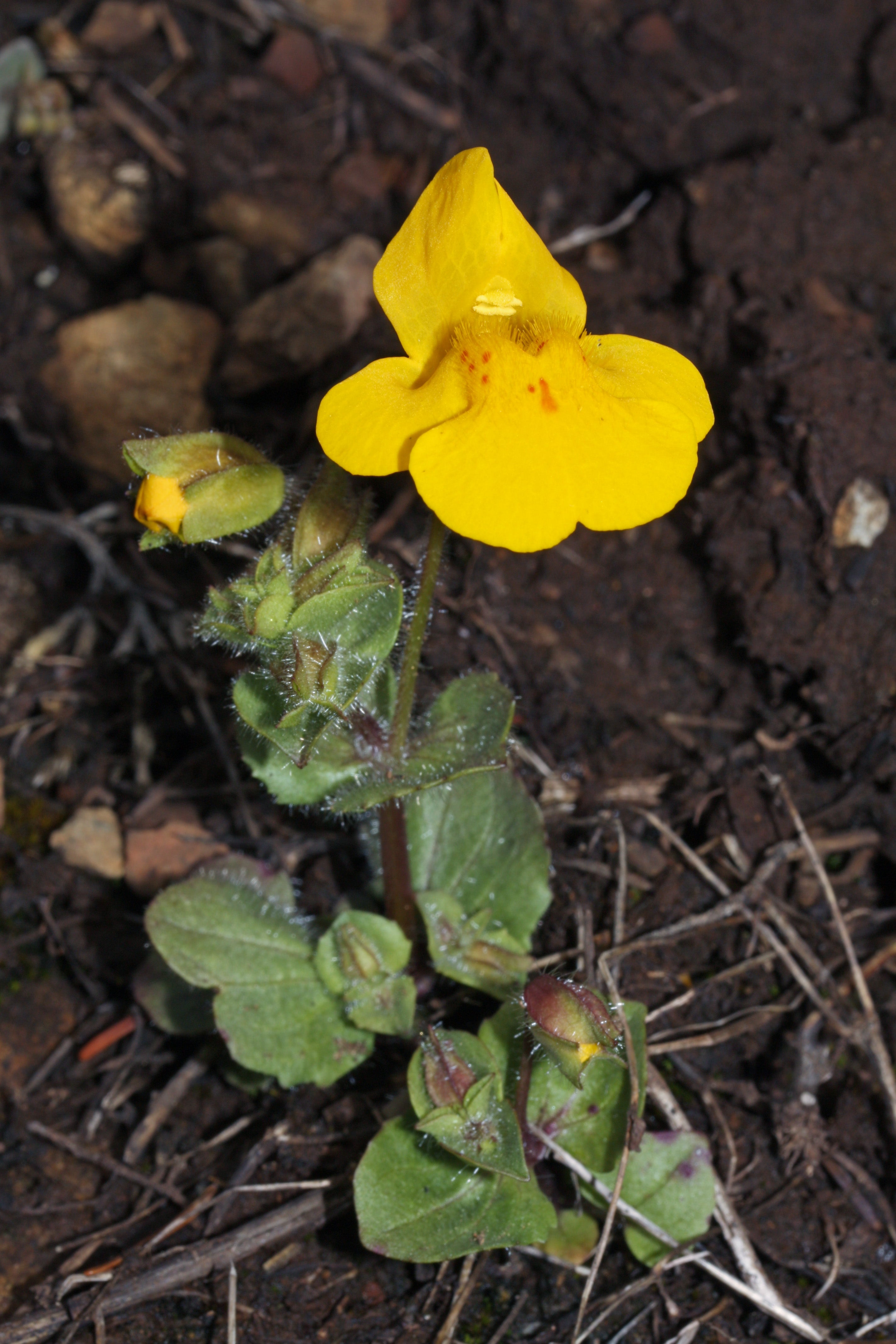 Yellow Mimulus Guttatus Flower seeds for Planting - Low Maintenance, Heirloom & GMO Free Seeds for Home Garden