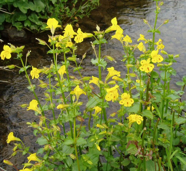 Mimulus Luteus Flower seeds for Planting - Drought Tolerant, Heirloom & GMO Free Seeds for Home Garden