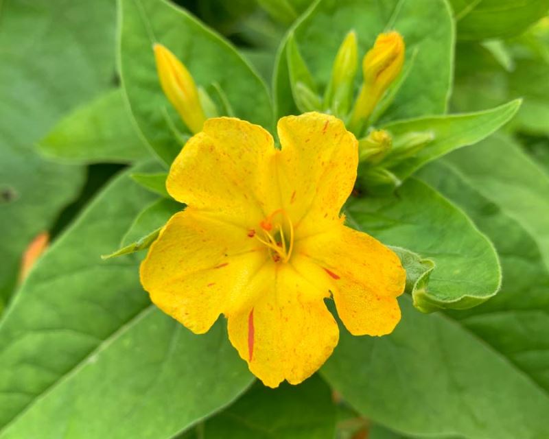 Yellow Mirabilis Flower seeds for Planting - Pollinator Friendly, Heirloom & GMO Free Seeds for Home Garden