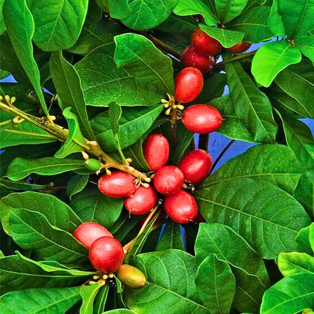 Dulcificum Fruit Seeds for Planting - Grow Miracle Fruit at Home