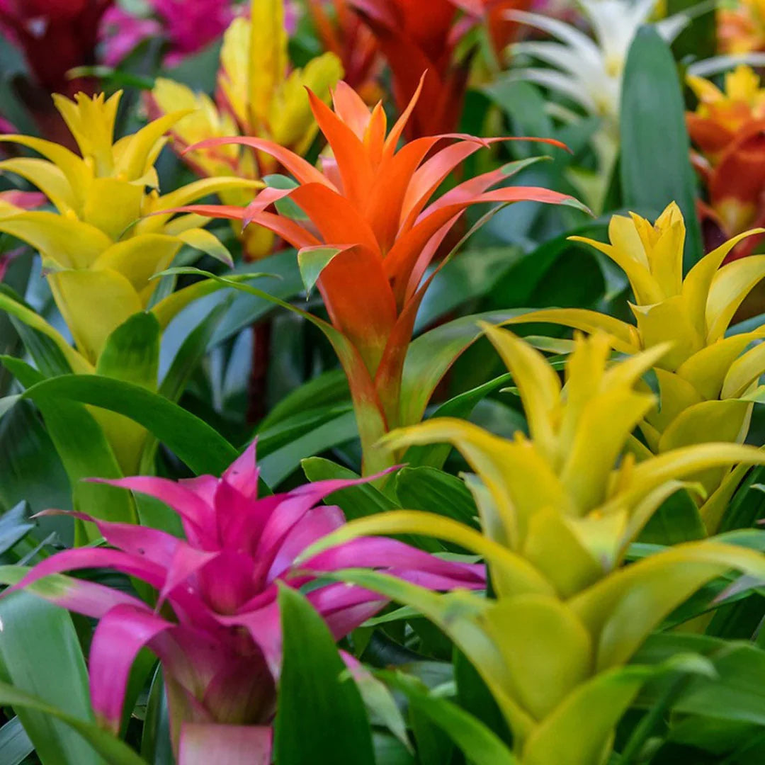 Mixed Bromeliad planting seeds