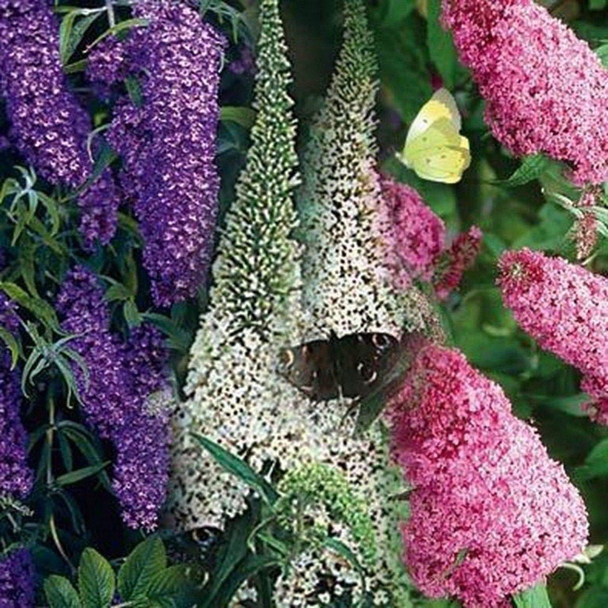 Ornamental Mixed Buddleia flowering shrub