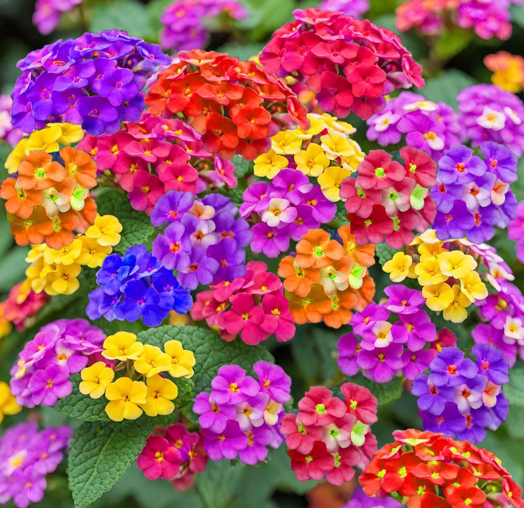 Ornamental Lantana plant with mixed blooms