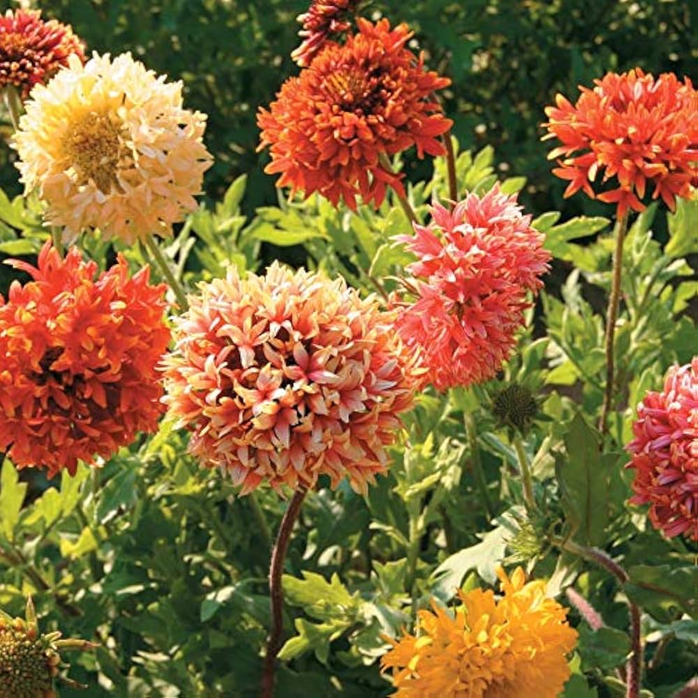 Mixed Gaillardia in pollinator garden