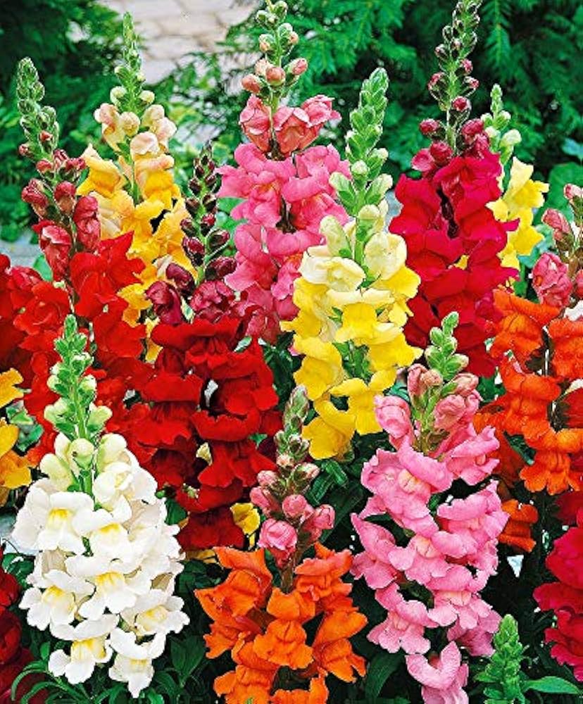 Non GMO Mixed Snapdragon seeds