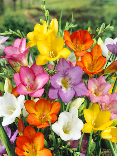 Mixed Freesias Flower seeds for Planting - Garden Favorite, Heirloom & GMO Free Seeds for Home Garden