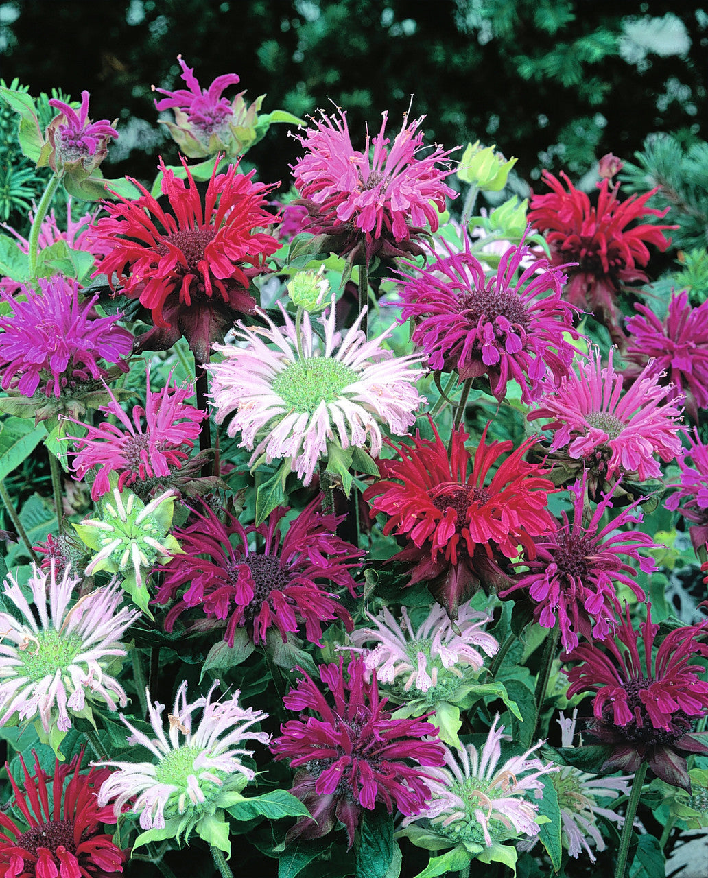 Mix Bergamot Flower seeds blooming in flower beds, containers, borders, and pollinator-friendly gardens