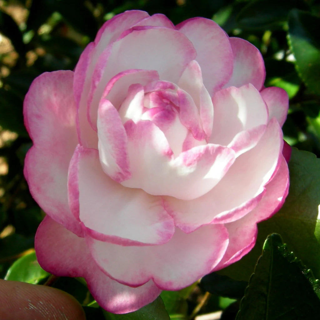 White Purple Camellia Flower seeds for Planting - Fragrant Blossoms, Heirloom & GMO Free Seeds for Home Garden
Sale