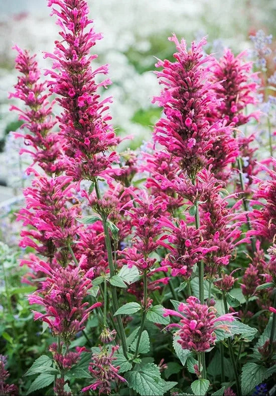 Agastache Cana Flower seeds for Planting - Drought Tolerant, Heirloom & GMO Free Seeds for Home Garden