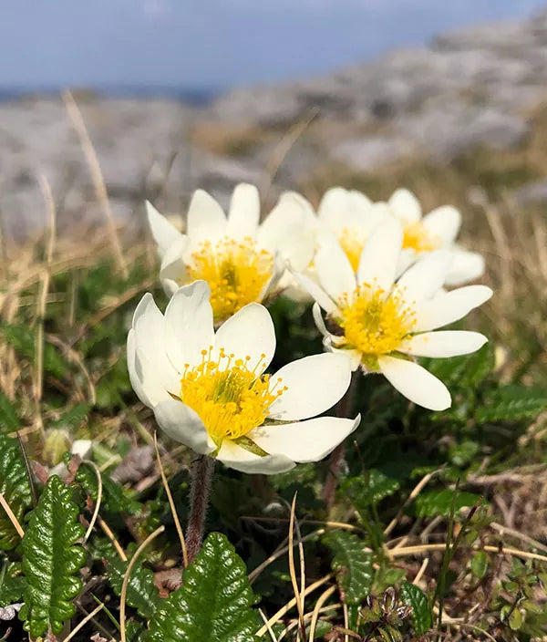 White Burren Flower seeds for Planting - Garden Favorite, Heirloom & GMO Free Seeds for Home Garden