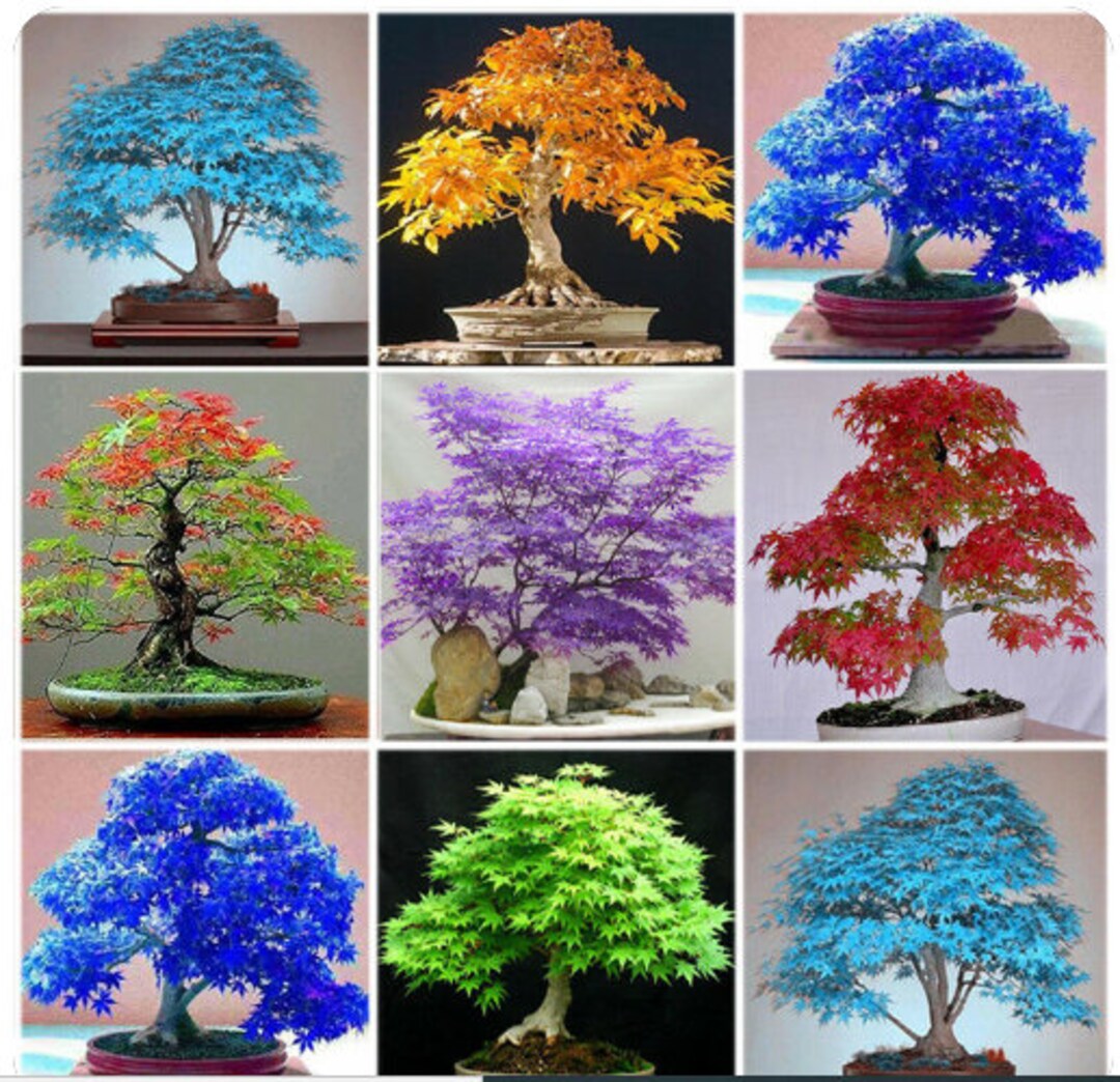 Multi colored maple bonsai garden seeds for growers