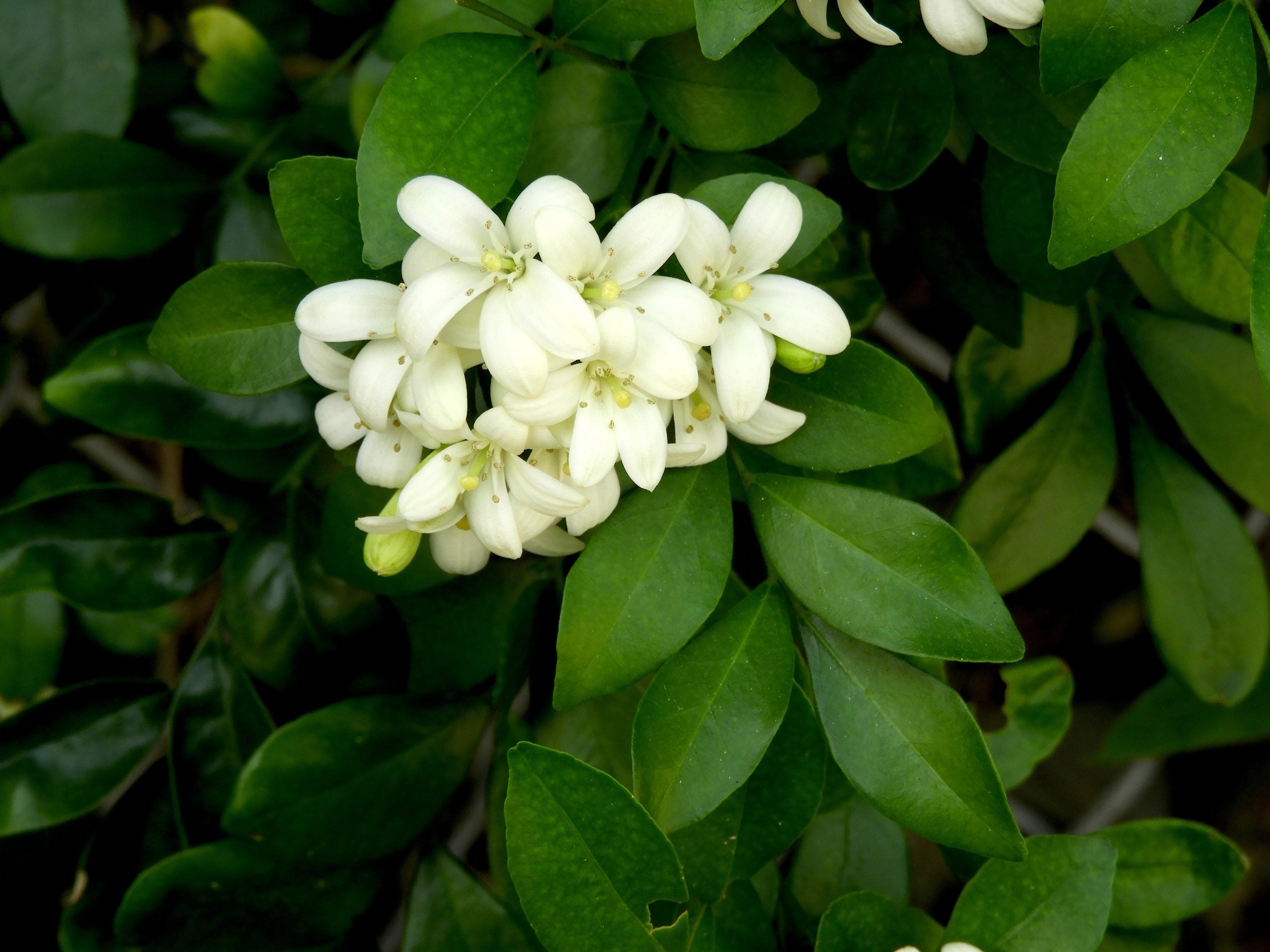 White Murraya Paniculata Flower seeds for Planting - Long Bloom Season, Heirloom & GMO Free Seeds for Home Garden