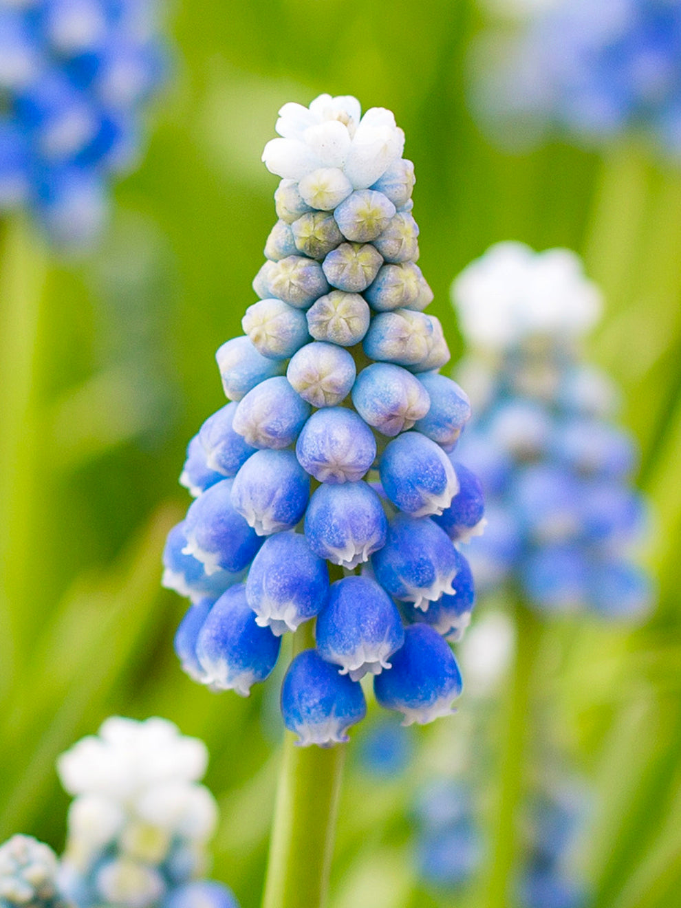 Hyacinth Flower seeds blooming in flower beds, containers, borders, and pollinator-friendly gardens