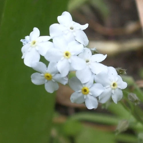 White Myosotis Flower seeds for Planting - Long Bloom Season, Heirloom & GMO Free Seeds for Home Garden