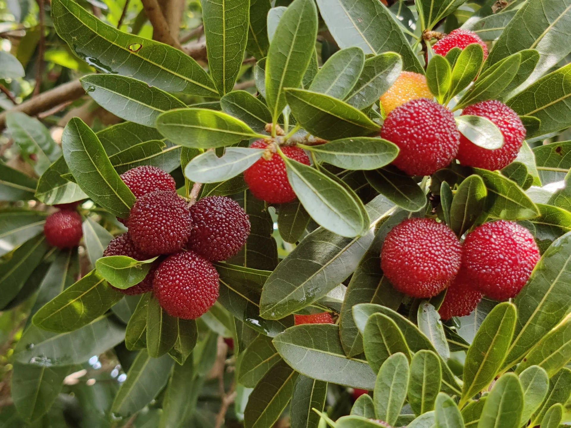 Arbutus Bayberry Fruit Seeds for Planting - Grow Edible Berries