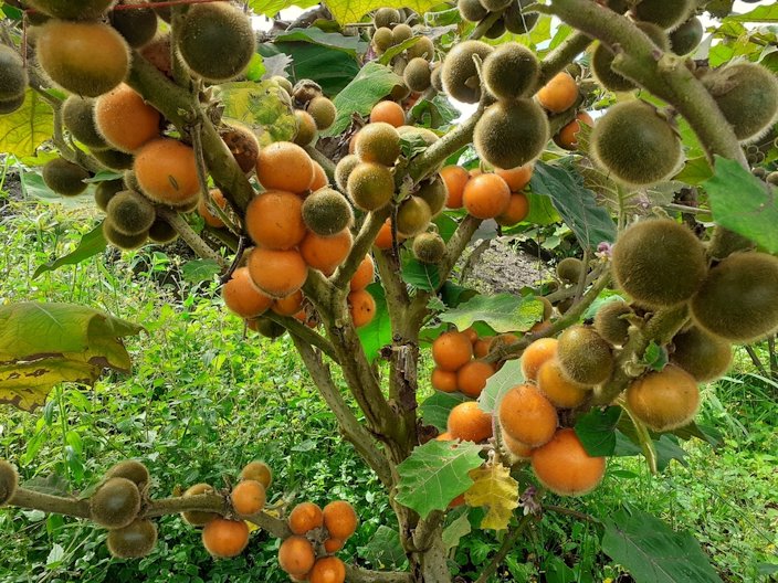 Naranjilla Fruit Seeds for Planting - Grow Exotic Fruits