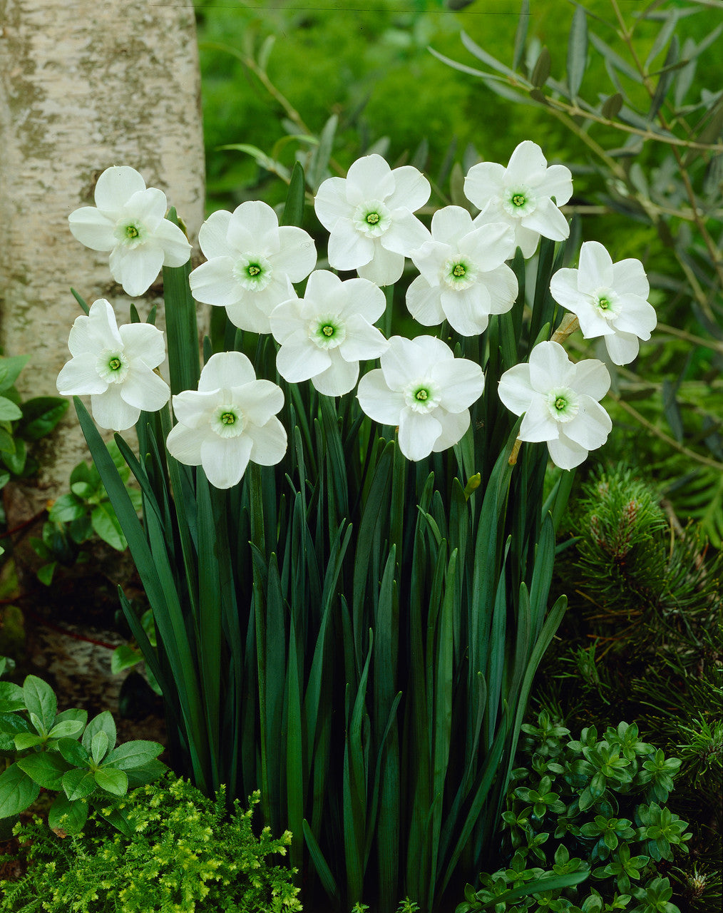 Green White Narcissus Flower Seeds for Planting Premium Quality Heirloom & GMO Free Seeds for Home Garden
Sale